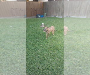 Pebbles (TX) - Male Mutt Dog for Adoption - Photo #4