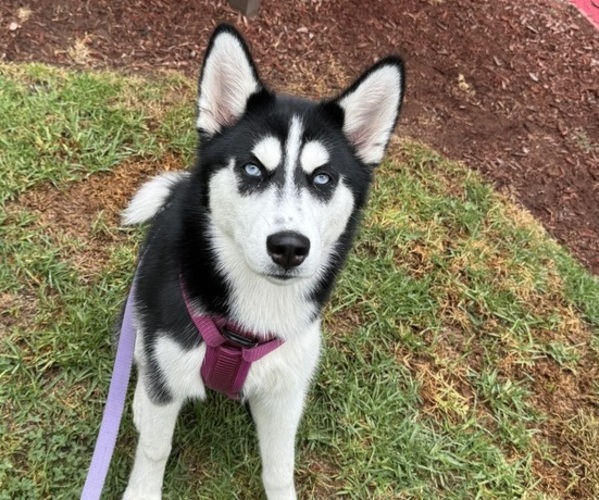 Medium Photo #1 Siberian Husky Puppy For Sale in RIALTO, CA, USA