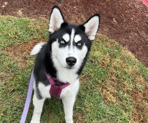 Mother of the Siberian Husky puppies born on 03/12/2025