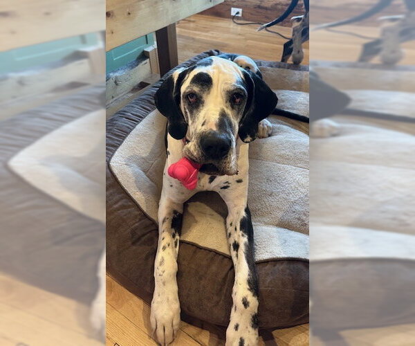 Medium Photo #2 Great Dane Puppy For Sale in St. Louis Park, MN, USA