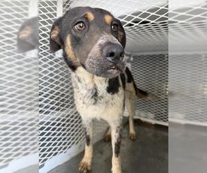 Texas Heeler Dogs for adoption in Bakersfield, CA, USA