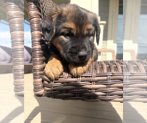 Medium Photo #3 Golden Retriever-Unknown Mix Puppy For Sale in Plainfield, IL, USA