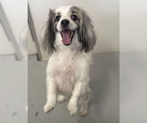 Papshund Dogs for adoption in Studio City, CA, USA