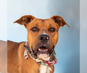 Boxer-Unknown Mix Dogs for adoption in Pasadena, CA, USA