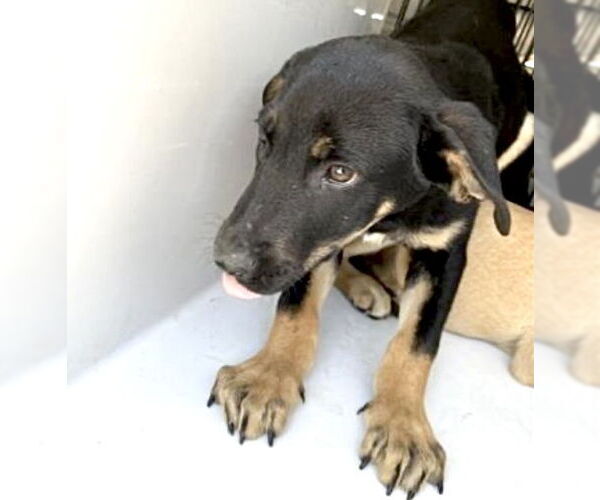 Medium Photo #2 Labrador Retriever-Unknown Mix Puppy For Sale in Houston, TX, USA