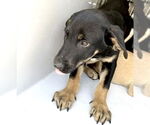 Small #1 Labrador Retriever Mix