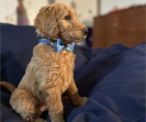 Goldendoodle Puppy for sale in ARCADIA, OR, USA