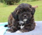 Puppy Caspian ShihPoo