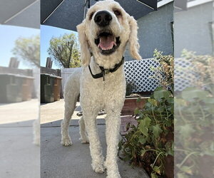 Dashie - Male Poodle (Standard)-Unknown Mix Dog for Adoption - Photo #6