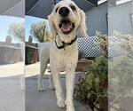 Small #5 Poodle (Standard) Mix
