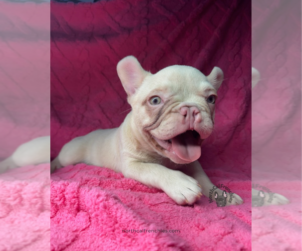 Medium Photo #3 French Bulldog Puppy For Sale in SACRAMENTO, CA, USA