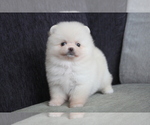 Small Photo #3 Pomeranian Puppy For Sale in CHICAGO, IL, USA