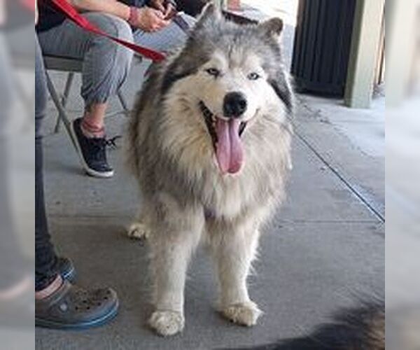 Medium Photo #10 Samoyed-Siberian Husky Mix Puppy For Sale in Pacific grove , CA, USA