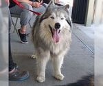 Small #9 Samoyed-Siberian Husky Mix