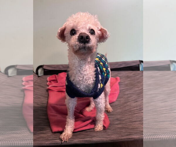 Medium Photo #8 Poodle (Miniature) Puppy For Sale in Pacolet, SC, USA