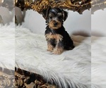 Small Photo #1 Morkie Puppy For Sale in INDIANAPOLIS, IN, USA