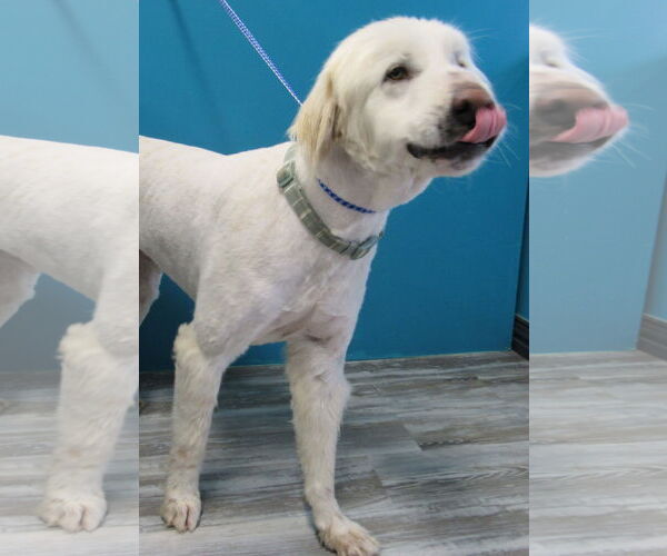 Medium Photo #4 Great Pyrenees-Unknown Mix Puppy For Sale in Conroe, TX, USA