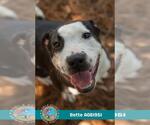 Small #1 American Bulldog Mix
