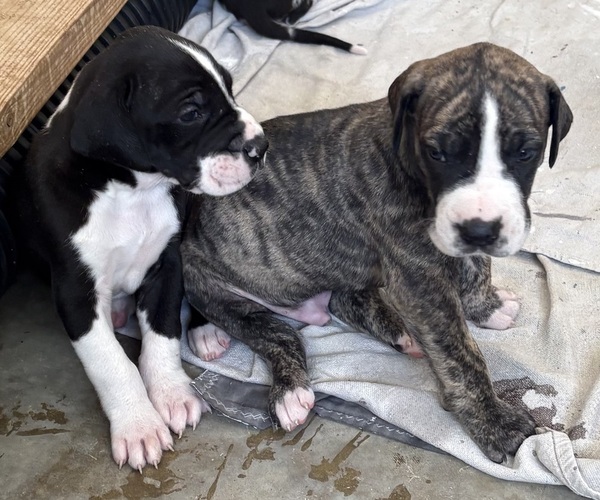 Medium Photo #17 Great Dane Puppy For Sale in CLANTON, AL, USA