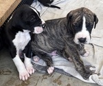 Litter of 12 - Male(s) and Female(s) Great DaneLitter of Puppies for Sale - Photo #17