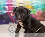 Small #1 Staffordshire Bull Terrier Mix