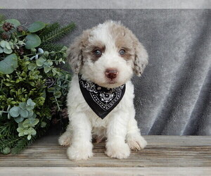 Miniature Labradoodle Puppy for Sale in MILLERSBURG, Ohio USA