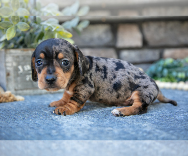 Medium Photo #3 Dachshund Puppy For Sale in SUGARCREEK, OH, USA
