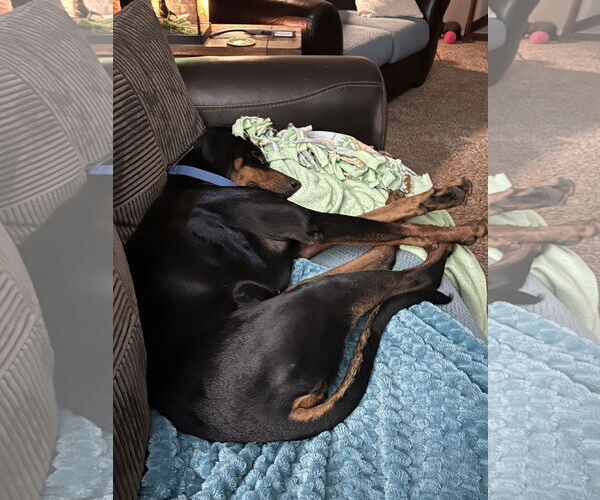 Medium Photo #3 Doberman Pinscher Puppy For Sale in Minneaoplis, MN, USA