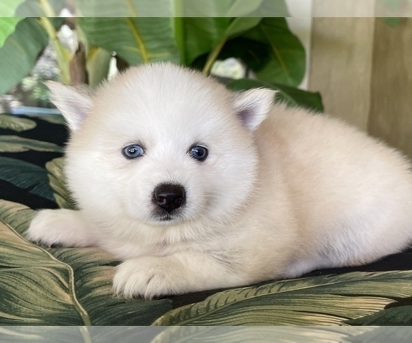 Full screen Photo #4 Pomsky-Siberian Husky Mix Puppy For Sale in WINDERMERE, FL, USA