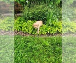 Small #4 Golden Retriever