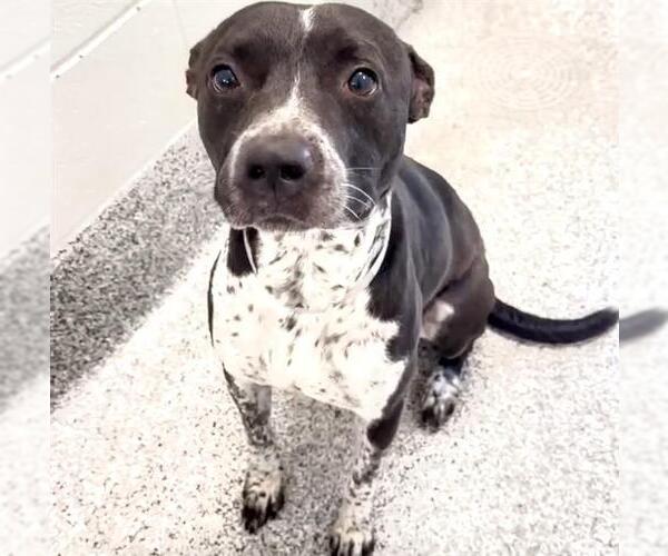 Medium Photo #3 Mutt Puppy For Sale in Houston, TX, USA