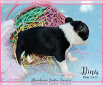 Small Photo #4 Boston Terrier Puppy For Sale in MOSELLE, MS, USA
