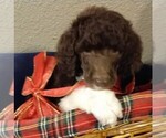 Small Photo #4 Poodle (Standard) Puppy For Sale in MARION, TX, USA