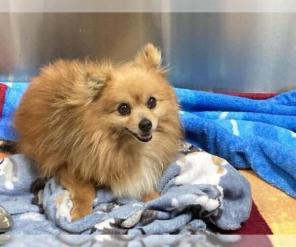 Medium Photo #1 Pomeranian Puppy For Sale in Orange, CA, USA