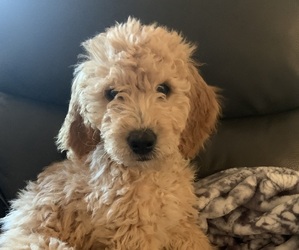 Goldendoodle Puppy for Sale in CHARLESTON, Tennessee USA