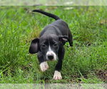 Small #5 Beagle Mix