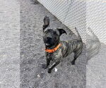 Small American Pit Bull Terrier Mix