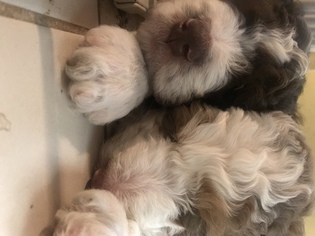 Aussiedoodle Puppy for sale in BELLEVUE, NE, USA