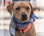 Small #15 Labrador Retriever Mix