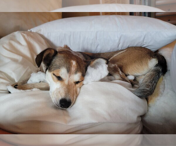 Medium Photo #12 Mutt Puppy For Sale in Wakefield, RI, USA