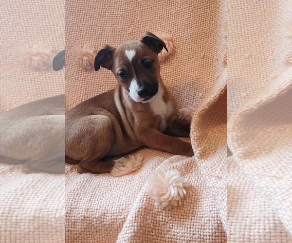 Medium Photo #1 Mutt Puppy For Sale in SHERBURNE, NY, USA