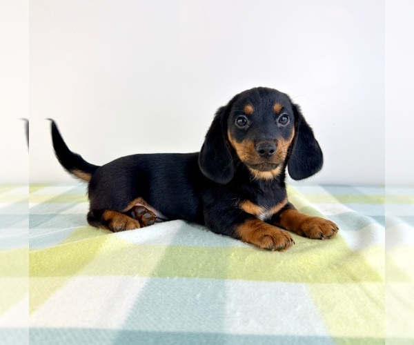 Medium Photo #4 Dorgi Puppy For Sale in GREENFIELD, IN, USA