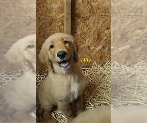 Golden Retriever Puppy for sale in WILLIAMSON, WV, USA