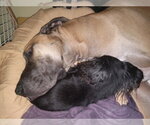 Small #2 Great Dane