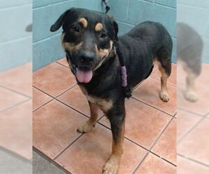 American Pit Bull Terrier-German Shepherd Dog Mix Dogs for adoption in Downey, CA, USA