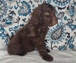Small Photo #6 Poodle (Standard) Puppy For Sale in ELKTON, KY, USA