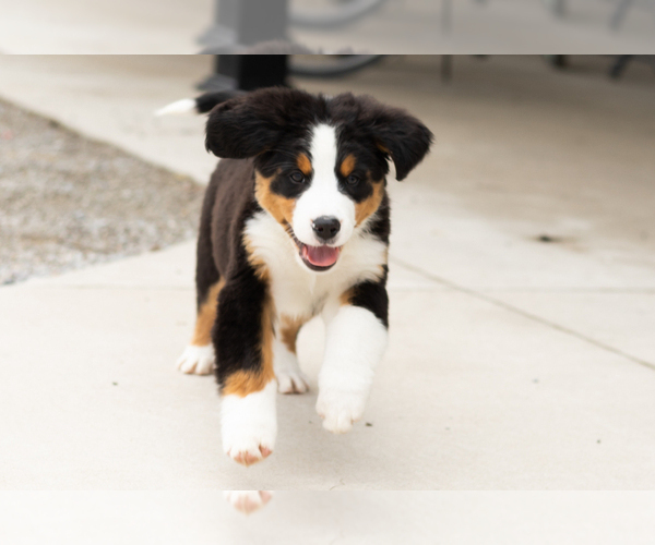 Medium Photo #1 Bernese Mountain Dog Puppy For Sale in MILLERSBURG, IN, USA