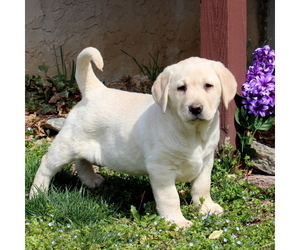 Labrador Retriever Puppy for sale in DELTA, PA, USA
