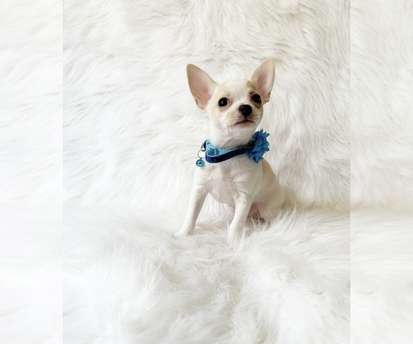 Medium Photo #2 Chihuahua Puppy For Sale in SACRAMENTO, CA, USA