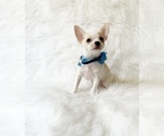 Small #1 Chihuahua